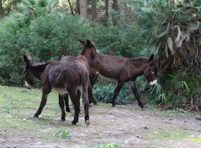 Burros salvajes buscando el próximo bocadillo que van a robar al nómada digital despistado de turno. 
(Carla Murta: playas del norte de Mallorca)