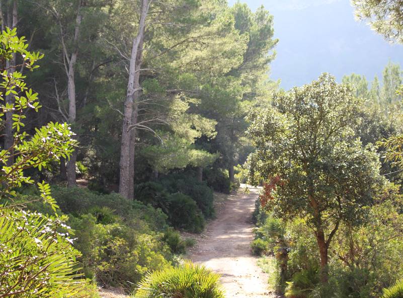 Uno de los pocos encinares que quedan en las playas del norte de Mallorca